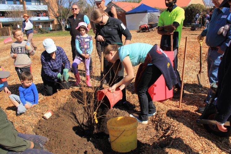 Students from Lyneham High planting an apple tree